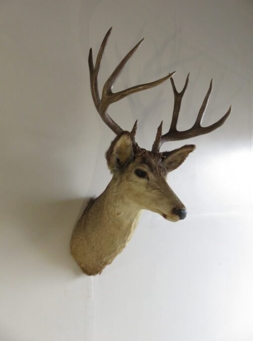 Mule Deer Shoulder Mount DM-116