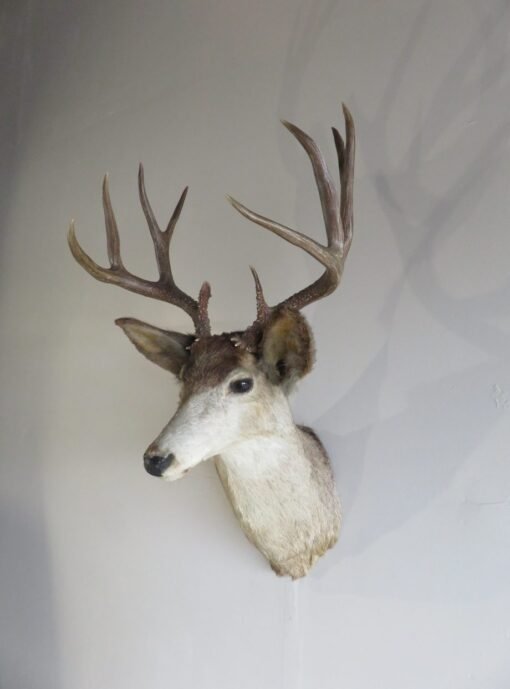 Mule Deer Shoulder Mount DM-116