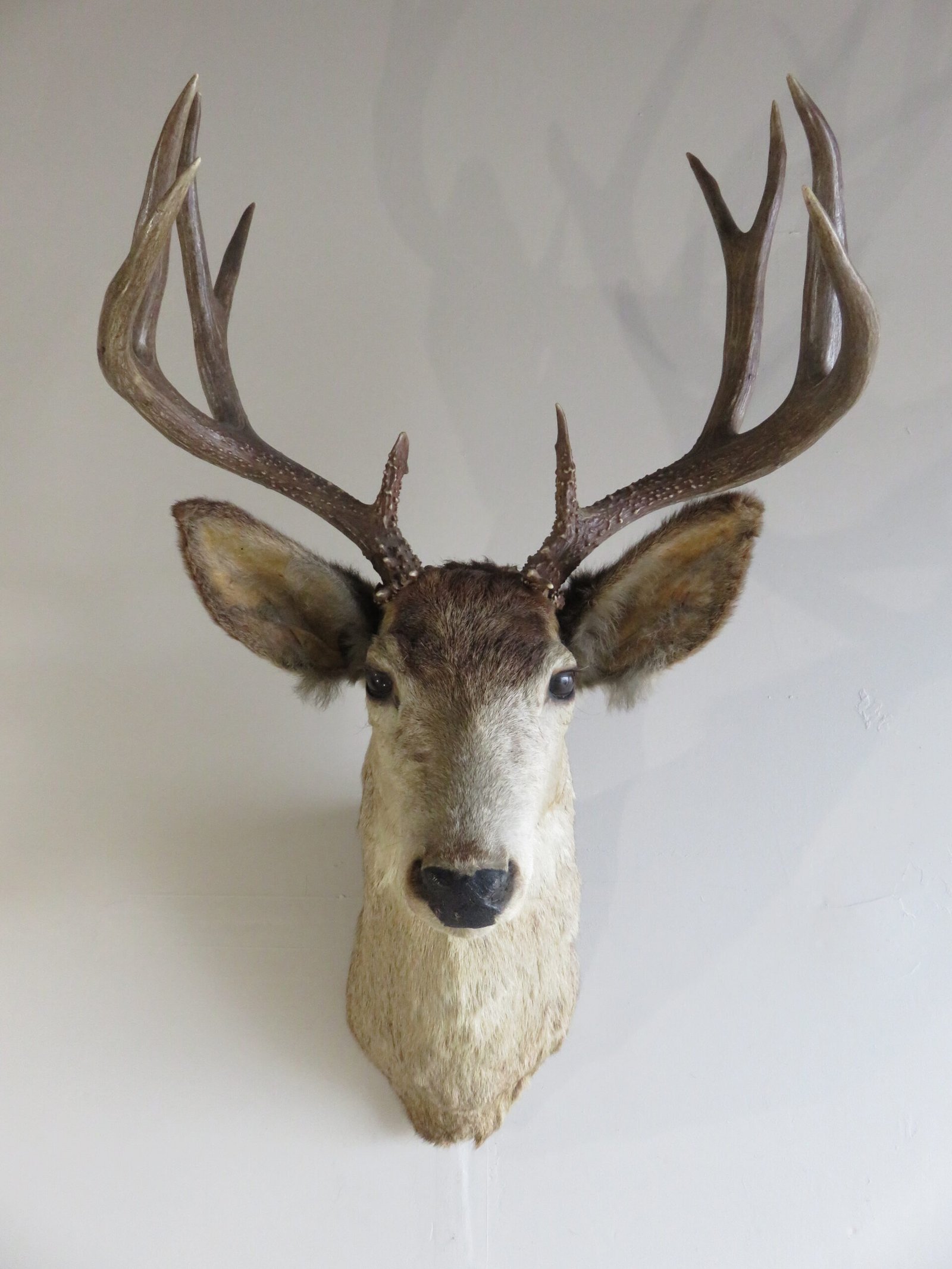 Mule Deer Shoulder Mount DM-116