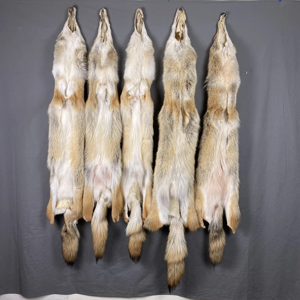 Red Coyote Hide