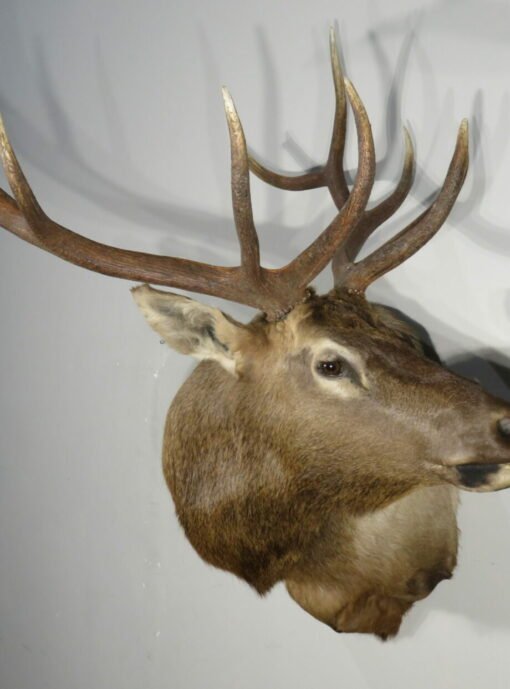 Rocky Mountain Bull Elk Taxidermy. E-129S