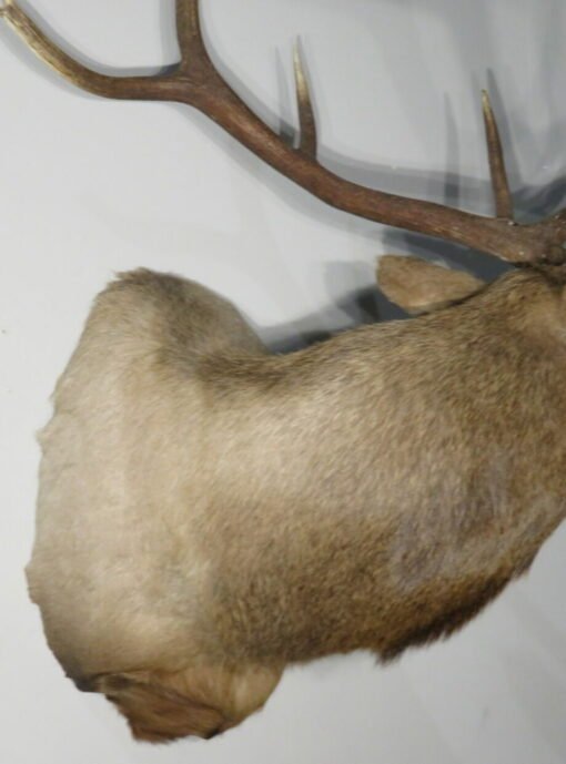 Rocky Mountain Bull Elk Taxidermy. E-129S