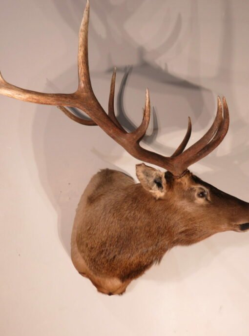 Rocky Mountain Bull Elk Taxidermy. E-129S