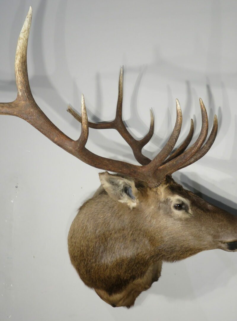 Rocky Mountain Bull Elk Taxidermy. E-129S