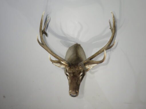 Rocky Mountain Elk 6×6 Bull Shoulder Mount. E-131S