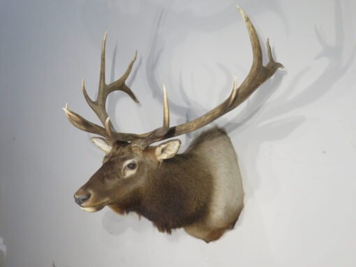 Rocky Mountain Elk 6×6 Bull Shoulder Mount. E-131S