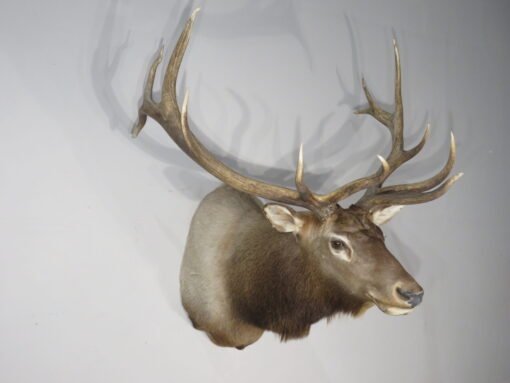 Rocky Mountain Elk 6×6 Bull Shoulder Mount. E-131S
