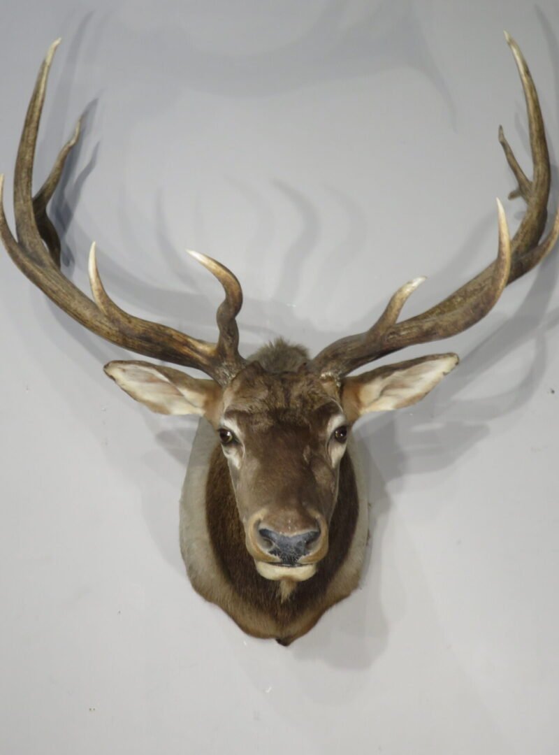 Rocky Mountain Elk 6×6 Bull Shoulder Mount. E-131S