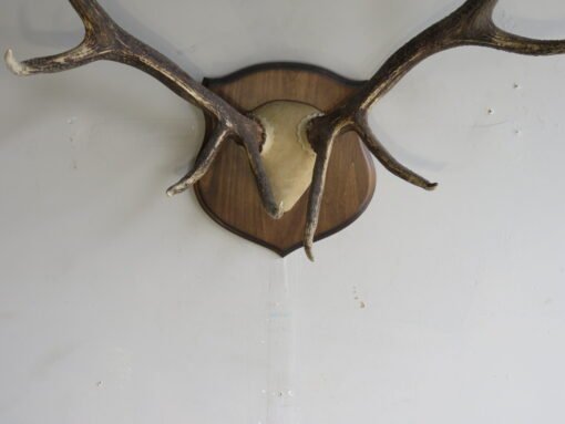 Rocky Mountain Elk Antlers On Plaque. E-120R