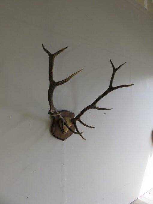 Rocky Mountain Elk Antlers On Plaque. E-120R