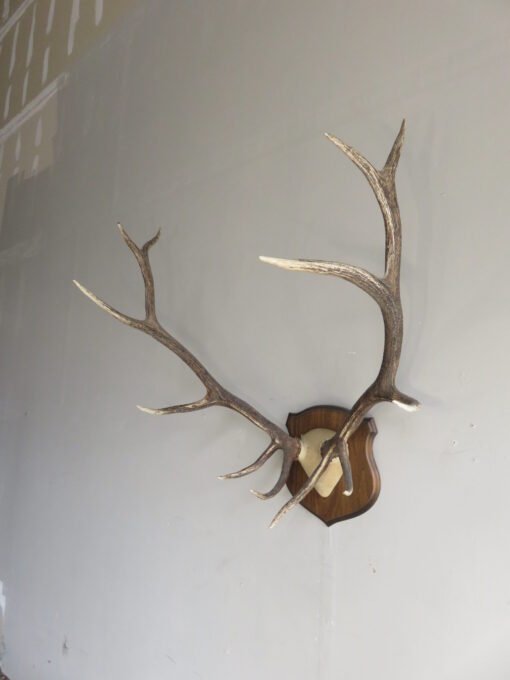 Rocky Mountain Elk Antlers On Plaque. E-120R