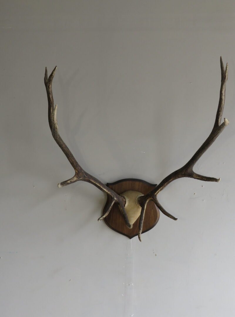 Rocky Mountain Elk Antlers On Plaque. E-120R