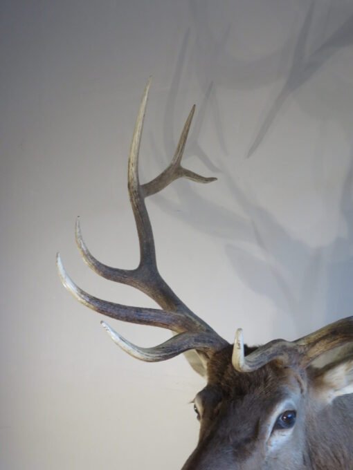 Rocky Mountain Elk Shoulder Mount. E-133S