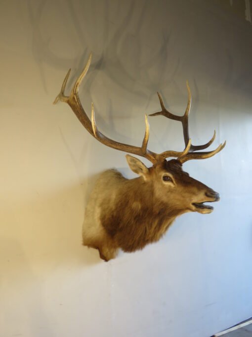 Rocky Mountain Elk Shoulder Mount. E-133S