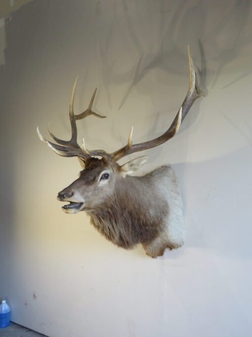 Rocky Mountain Elk Shoulder Mount. E-133S