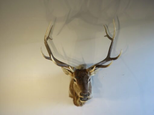 Rocky Mountain Elk Shoulder Mount. E-133S