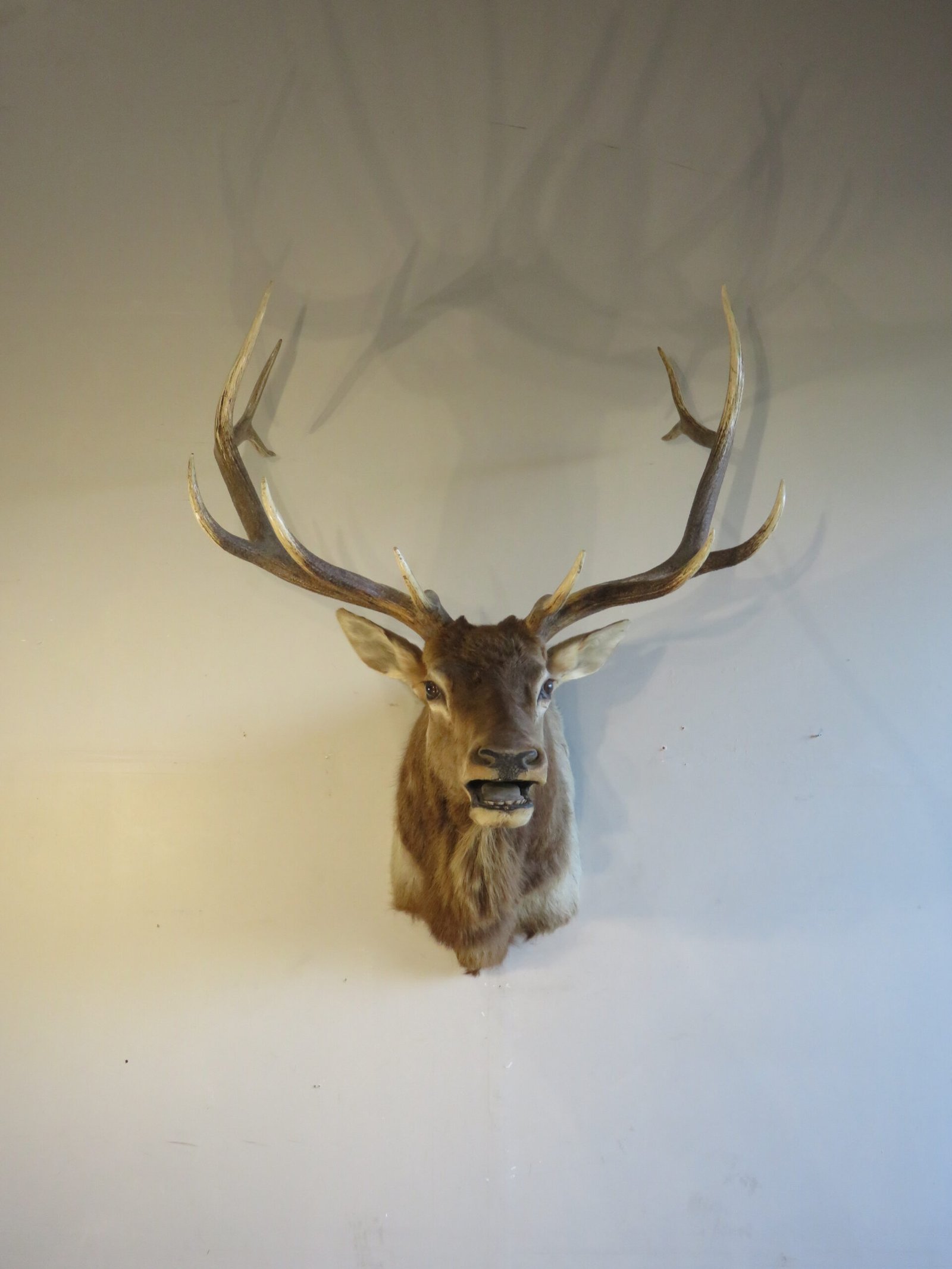 Rocky Mountain Elk Shoulder Mount. E-133S