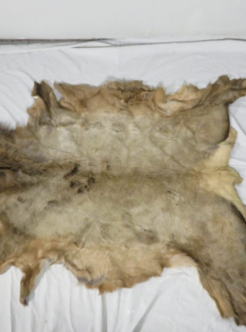 Rocky Mountain Elk Tanned Skin/Hide. E-124H