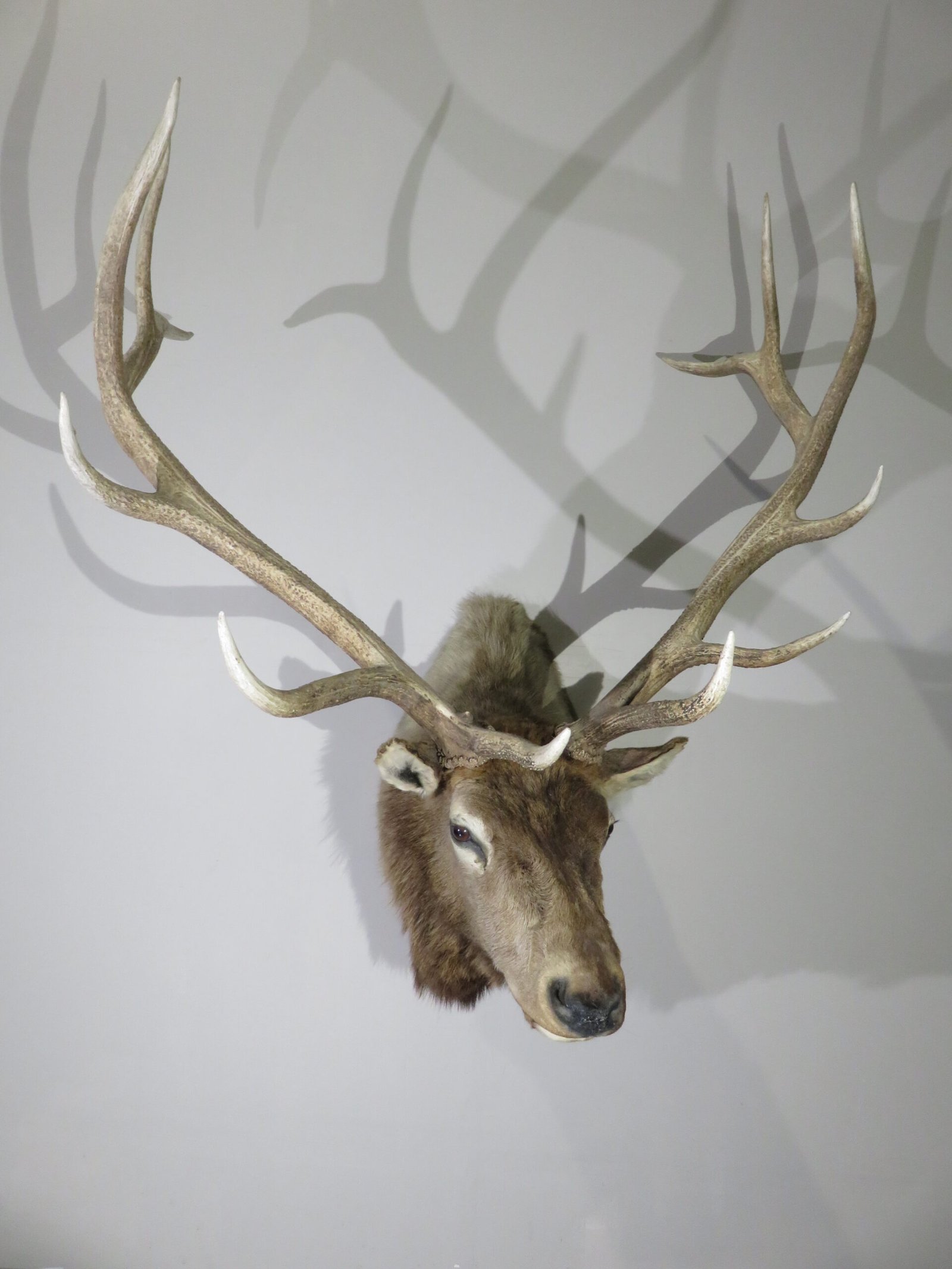 Rocky Mountain Elk Taxidermy. (360 Class) E-114M