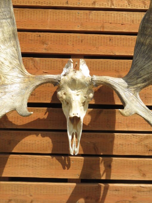 Shiras Moose European Mount. O-119MS