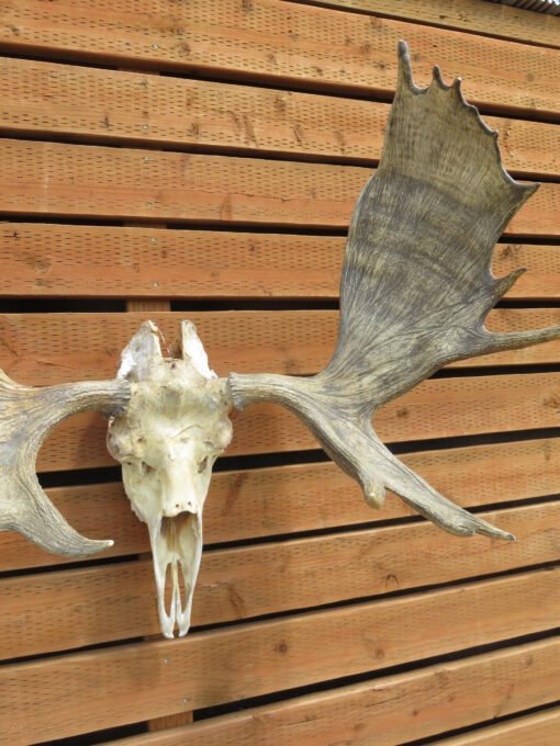 Shiras Moose European Mount. O-119MS
