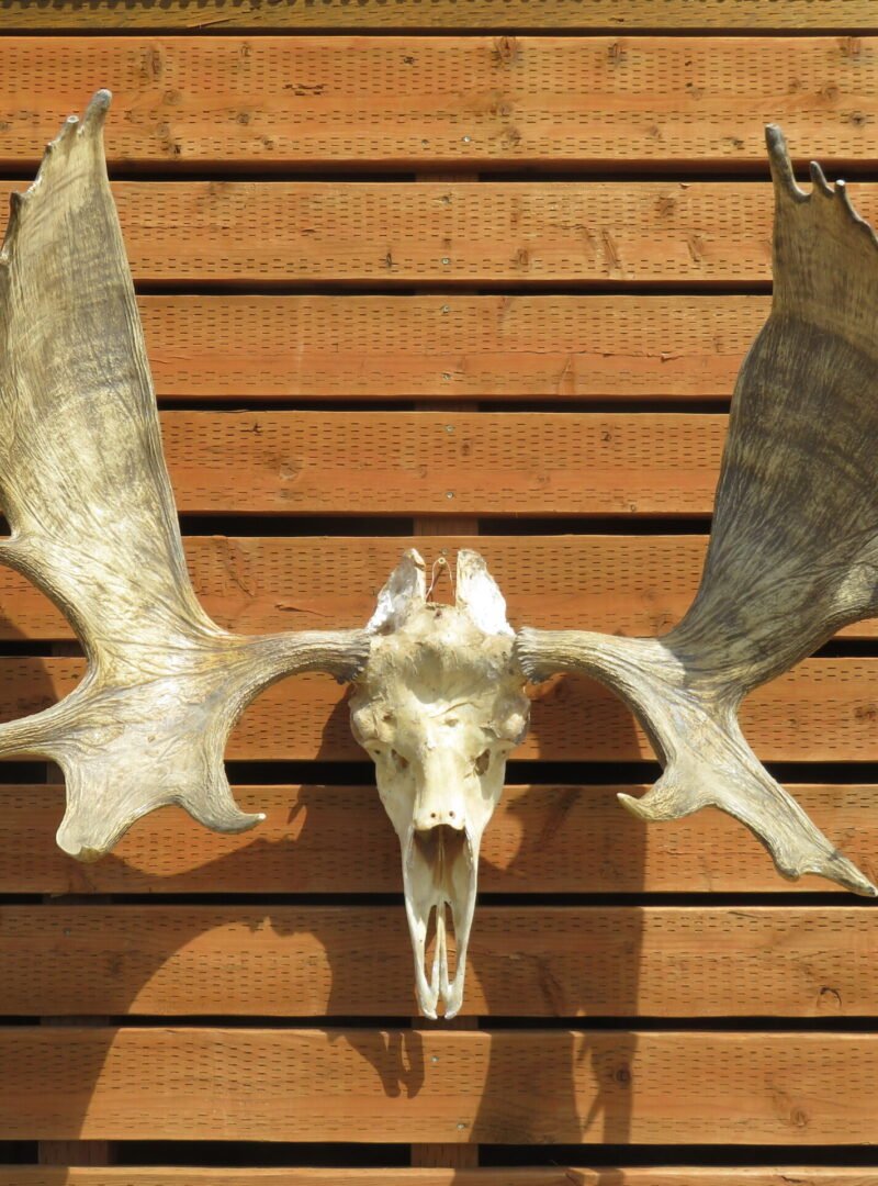 Shiras Moose European Mount. O-119MS
