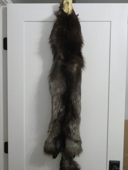 Silver (Black) Fox Taxidermy Skin. P-118SF