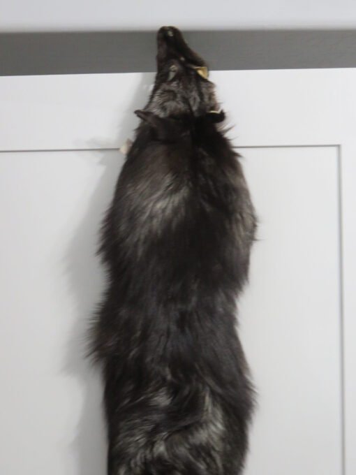 Silver (Black) Fox Taxidermy Skin. P-118SF