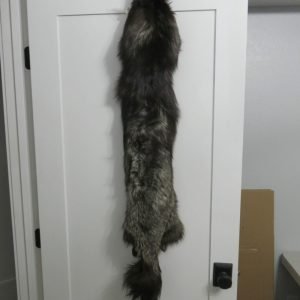 Silver (Black) Fox Taxidermy Skin. P-118SF