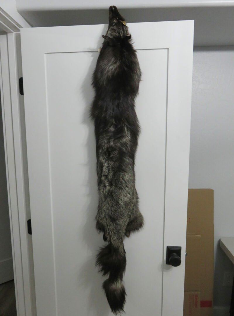 Silver (Black) Fox Taxidermy Skin. P-118SF