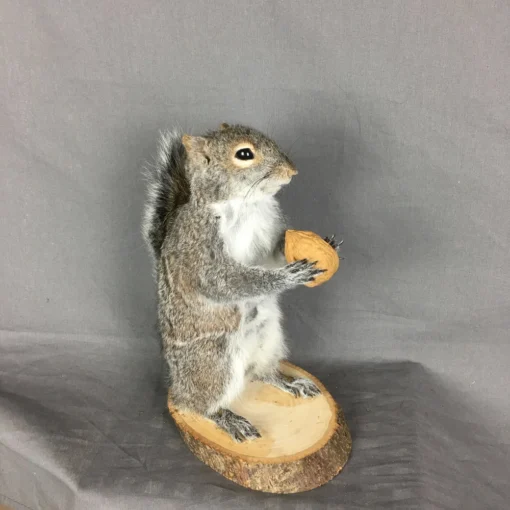 Squirrel With Walnut