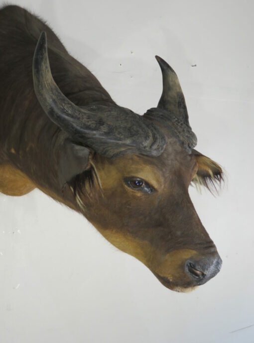 Water Buffalo Taxidermy Mount. X-159WA