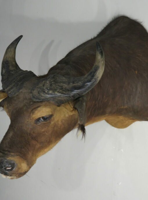 Water Buffalo Taxidermy Mount. X-159WA