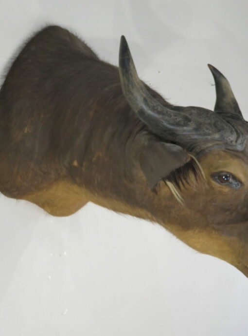 Water Buffalo Taxidermy Mount. X-159WA