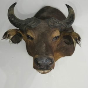 Water Buffalo Taxidermy Mount. X-159WA