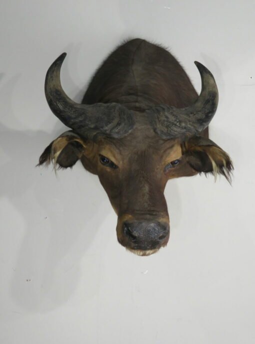 Water Buffalo Taxidermy Mount. X-159WA