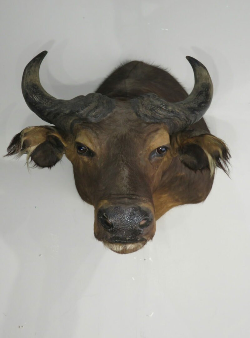 Water Buffalo Taxidermy Mount. X-159WA