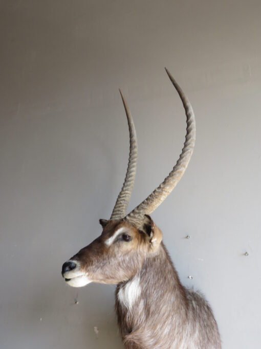 Waterbuck SCI Silver Medal Taxidermy Mount. X-167WA