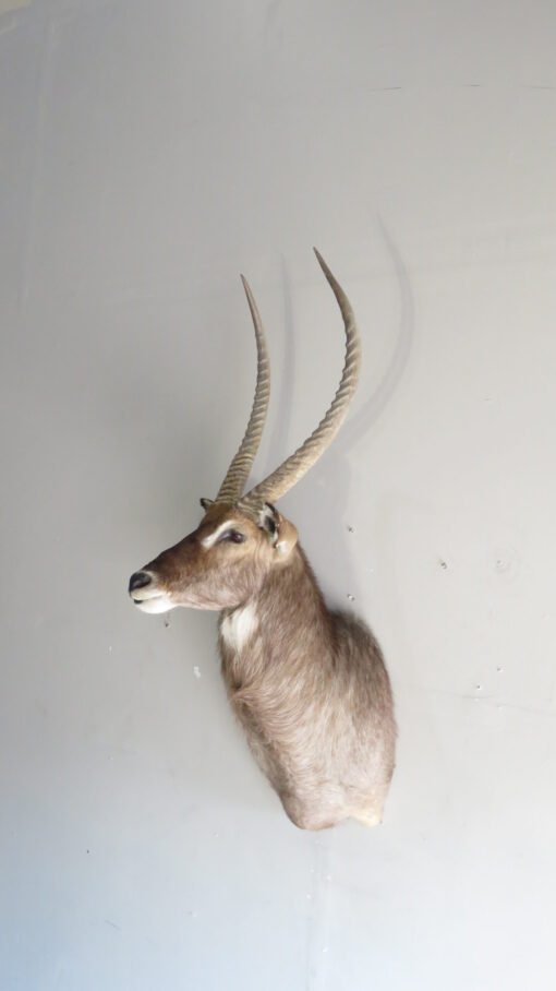Waterbuck SCI Silver Medal Taxidermy Mount. X-167WA
