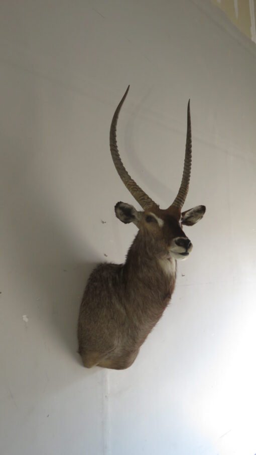 Waterbuck SCI Silver Medal Taxidermy Mount. X-167WA