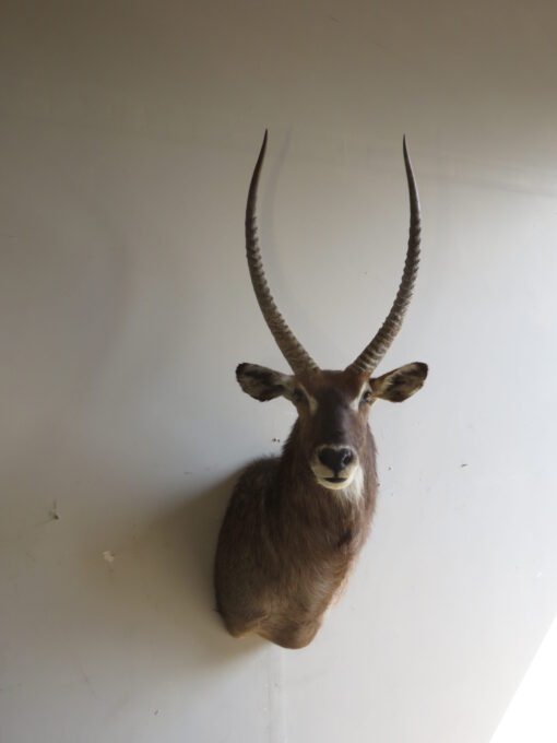 Waterbuck SCI Silver Medal Taxidermy Mount. X-167WA