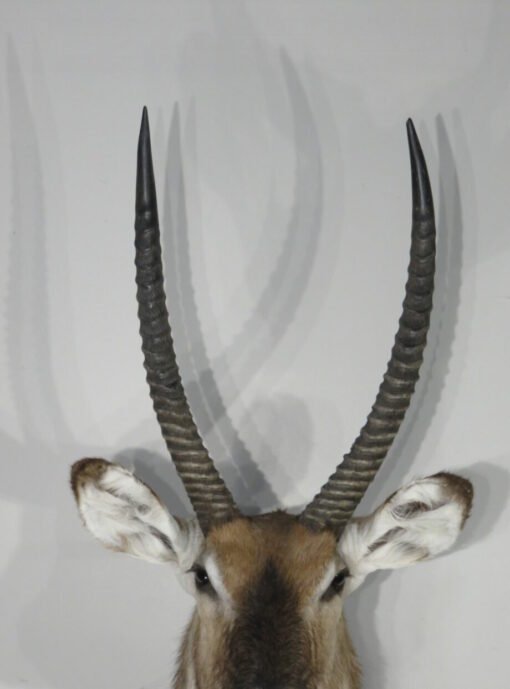Waterbuck Taxidermy Shoulder Mount. X-165WA