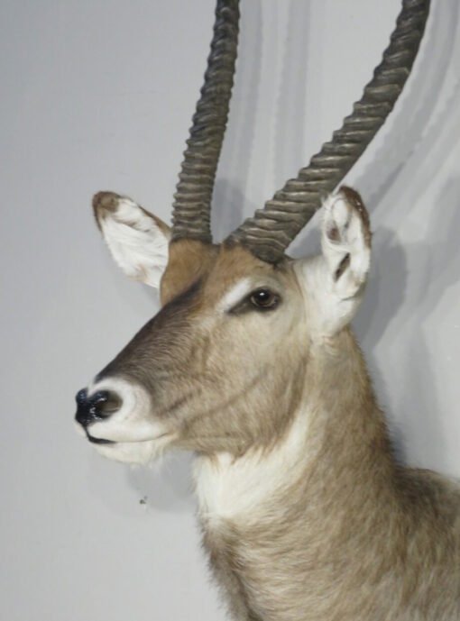 Waterbuck Taxidermy Shoulder Mount. X-165WA