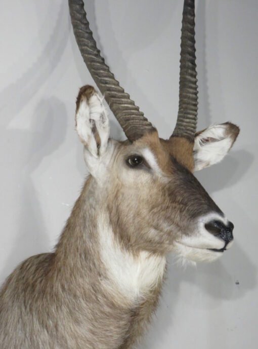 Waterbuck Taxidermy Shoulder Mount. X-165WA