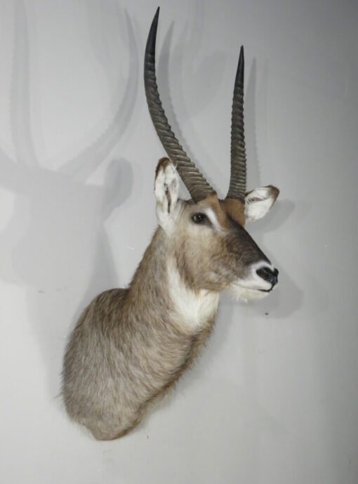 Waterbuck Taxidermy Shoulder Mount. X-165WA