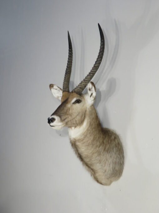 Waterbuck Taxidermy Shoulder Mount. X-165WA