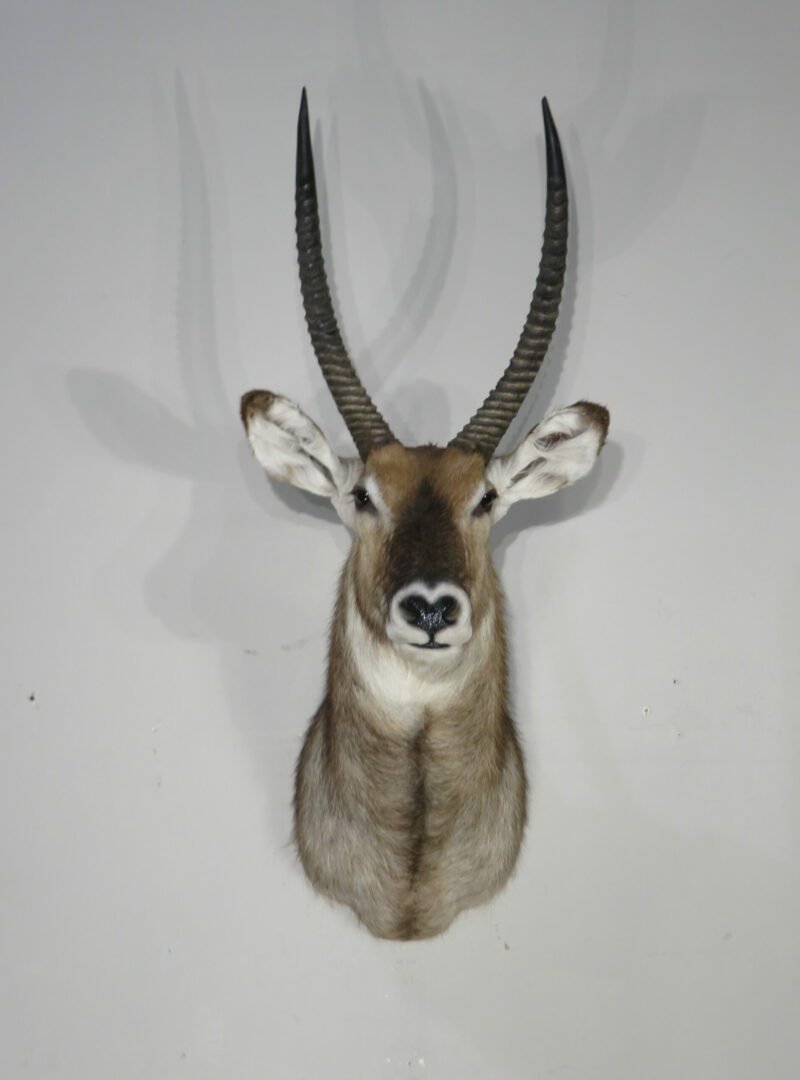 Waterbuck Taxidermy Shoulder Mount. X-165WA