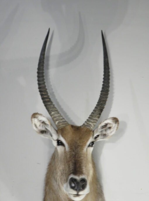 Waterbuck Trophy taxidermy Mount. X-166WA