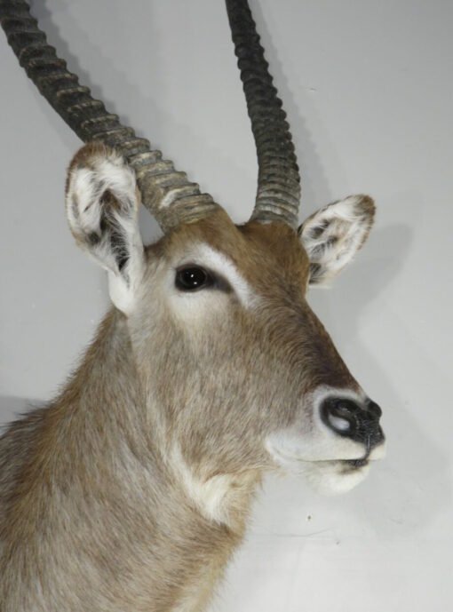 Waterbuck Trophy taxidermy Mount. X-166WA