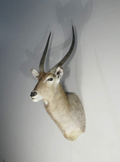 Waterbuck Trophy taxidermy Mount. X-166WA